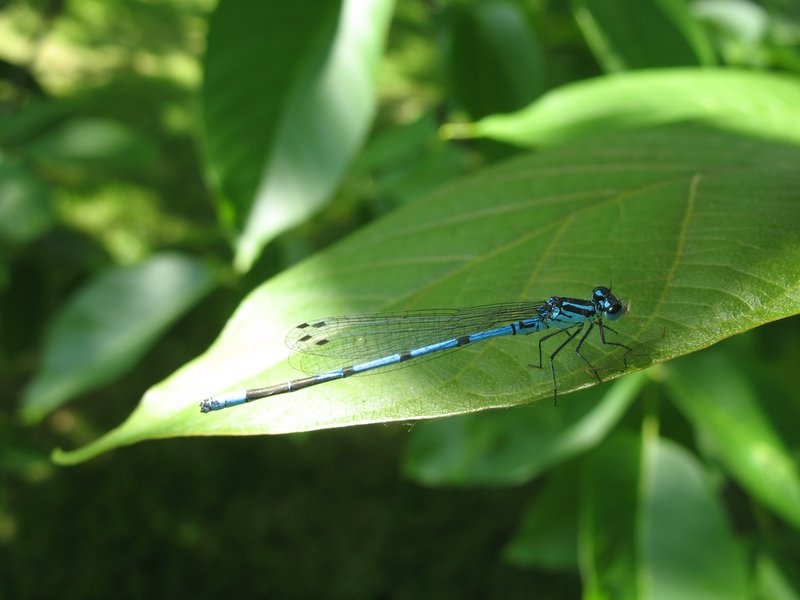 Agrion jouvencelle